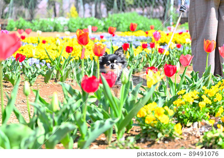 Chihuahua walk at Fukaya Green Park (Aqua Paradise Patio) Fukaya City, Saitama Prefecture 89491076