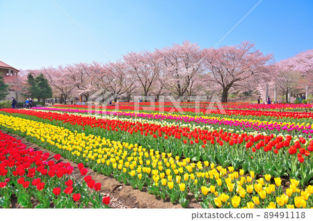 深谷綠色公園（Aqua Paradise Patio）鬱金香和櫻花的合作埼玉縣深谷市 89491118
