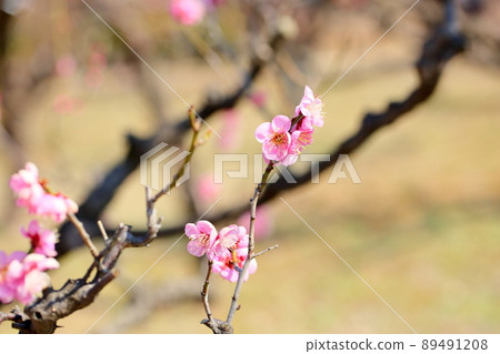 Pink plum blossom 89491208