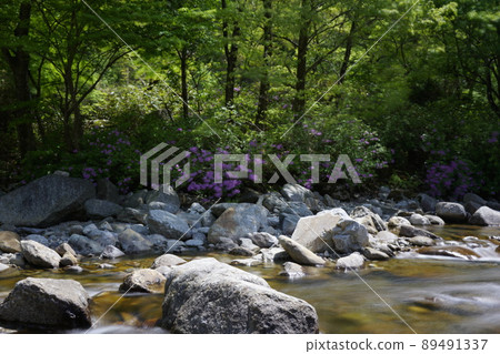 Wild azalea, otter Wild azalea, otter 89491337