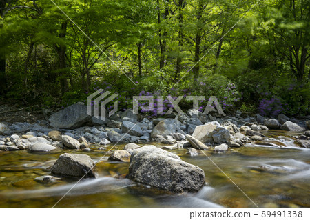 Wild azalea, otter 89491338