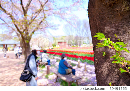 Fukaya Green Park (Aqua Paradise Patio) Collaboration of tulips and cherry blossoms Fukaya City, Saitama Prefecture 89491363