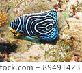 Emperor Angelfish Pomacanthus imperator juvenile 89491423