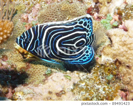 Emperor Angelfish Pomacanthus imperator juvenile 89491423