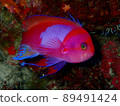 Violet Nagahanadai (Pseudanthias pleurotaenia) Male Pseudanthias pleurotaenia 89491424