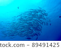 A flock of bigeye trevally Caranx sex fasciatus 89491425