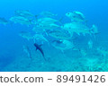Bigeye Trevally Caranx sexfasciatus 89491426