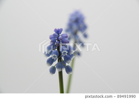 Muscari Muscari 89491990