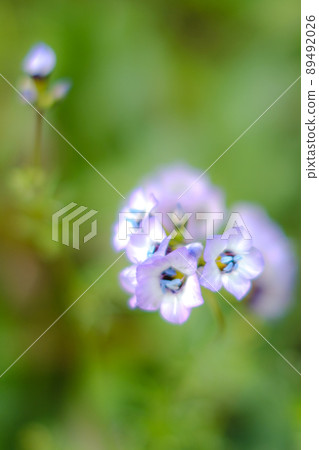 兒童玫瑰園 兒童玫瑰園 89492026