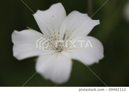 農桿菌 0002 89492112