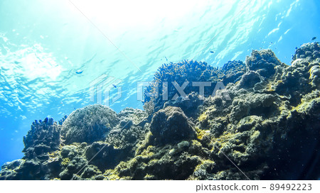 Nishihama Beach underwater photograph of Okinawa Akajima 89492223