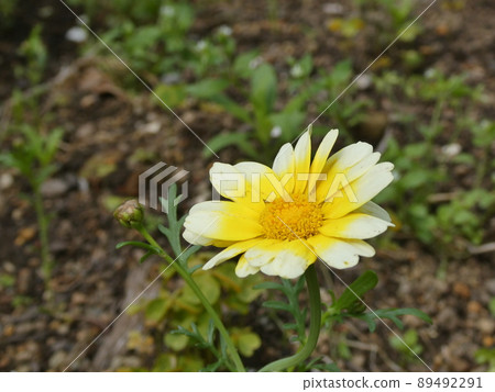 Crown daisy flower Crown daisy flower 89492291