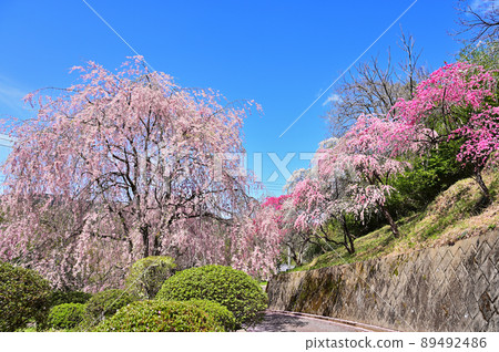 Azumachosayado / Ohata Hanamomo Highway Hirosaki weeping cherry tree Midori City, Gunma Prefecture 89492486