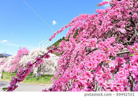 Azumachosayado / Ohata Hanamomo Highway Midori City, Gunma Prefecture Azumachosayado / Ohata Hanamomo Highway Midori City, Gunma Prefecture 89492501