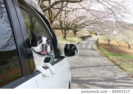 Mighty, a dog who loves to drive, is looking up at the cherry blossoms in full bloom from the window of the car. 89493527