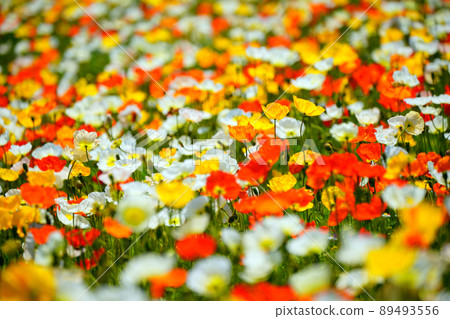 罌粟 4570 89493556