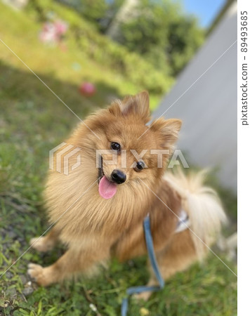 波美拉尼亞 89493685