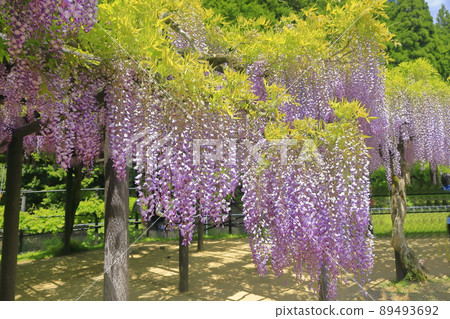 開花在紫藤格子的紫藤花 開花在紫藤格子的紫藤花 89493692