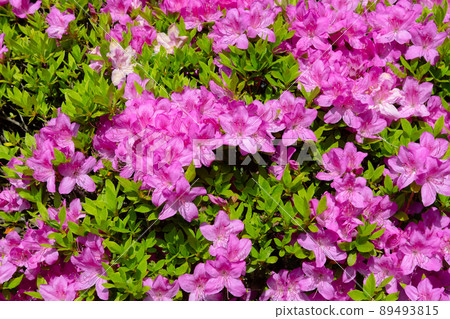 Peony Peony 89493815
