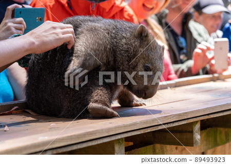 澳大利亞塔斯馬尼亞州霍巴特市博諾龍野生動物園的袋熊 89493923