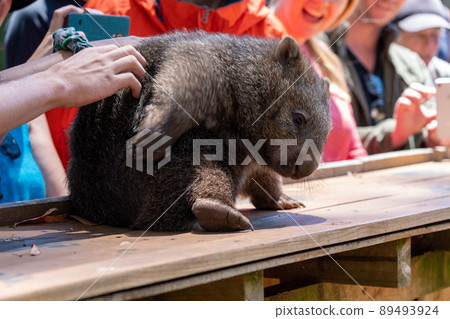 澳大利亞塔斯馬尼亞州霍巴特市博諾龍野生動物園的袋熊 澳大利亞塔斯馬尼亞州霍巴特市博諾龍野生動物園的袋熊 89493924