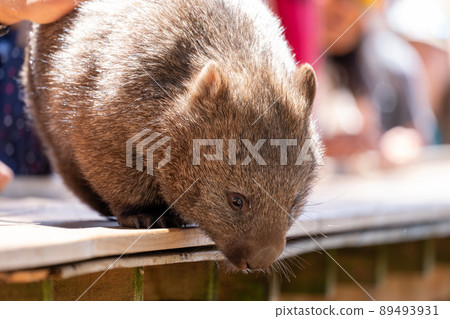 Wombat at Bonorong Wildlife Zoo in Hobart, Tasmania, Australia Wombat at Bonorong Wildlife Zoo in Hobart, Tasmania, Australia 89493931