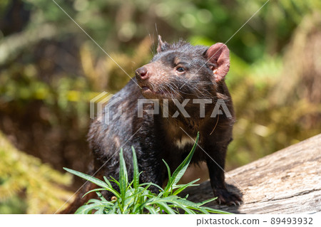 Tasmanian devil at Bonolong Wildlife Zoo in Hobart, Tasmania, Australia Tasmanian devil at Bonolong Wildlife Zoo in Hobart, Tasmania, Australia 89493932