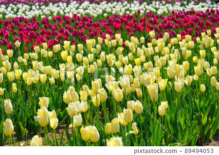 Churippu field 5346 89494053