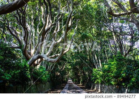 [Ibaraki Prefecture, Sakatsura Isozaki Shrine] The approach to the mysterious old tree arch 89494277