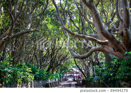 【茨城縣·磯崎神社】神秘古樹拱門的走道 89494278