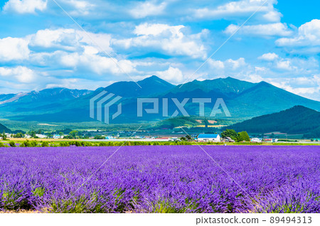 Lavender Field and Tokachi Mountain Range, Kamifurano Town, Hokkaido ~ Lavender East ~ 89494313