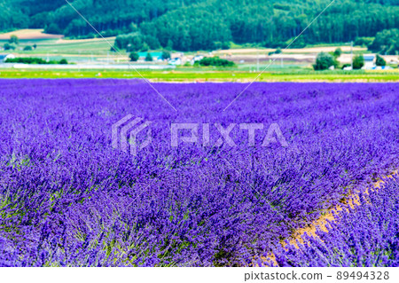 北海道上富良野町的薰衣草田～薰衣草東～ 89494328