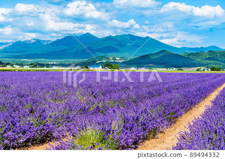Lavender Field and Tokachi Mountain Range, Kamifurano Town, Hokkaido ~ Lavender East ~ 89494332