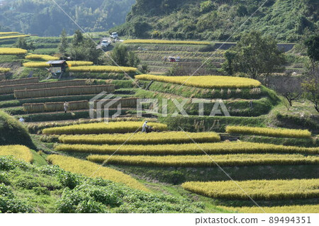 Rice terrace on Shimogosaka Rice terrace on Shimogosaka 89494351