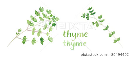 Bunch of fresh organic garden herbs. Greens leaf growing from ground. Watercolor 89494492