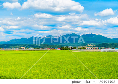 Summer scenery of Kamifurano Town, Hokkaido-Wheat field and Tokachi mountain range- 89494508