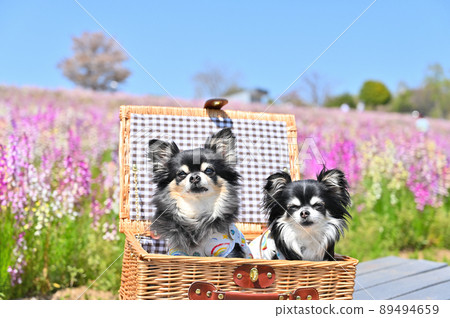 Take a walk in the park where snapdragons are in full bloom Chihuahua multi-headed 89494659