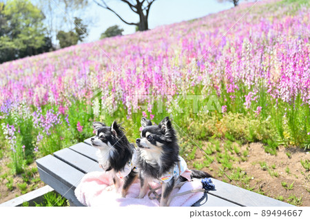 Take a walk in the park where snapdragons are in full bloom Chihuahua multi-headed 89494667