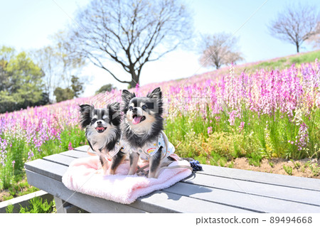 Take a walk in the park where snapdragons are in full bloom Chihuahua multi-headed 89494668