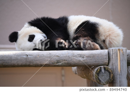 Afternoon nap panda 89494740