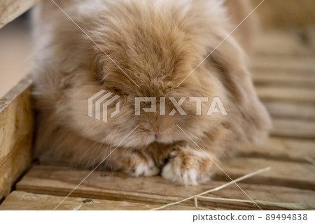 Mofumofu Rabbit 89494838