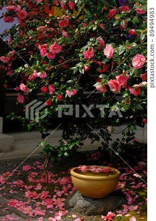 The fallen camellia is ominous but beautiful 89494983