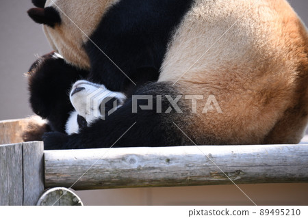 Good friend parent and child panda Good friend parent and child panda 89495210