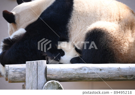 好朋友父母和孩子熊貓 好朋友父母和孩子熊貓 89495218