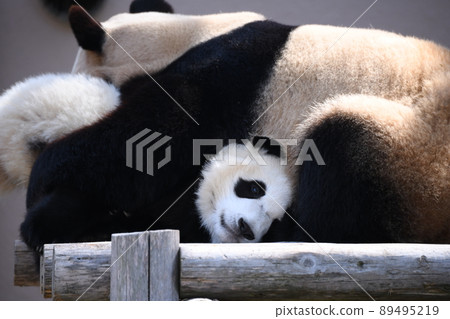 好朋友父母和孩子熊貓 好朋友父母和孩子熊貓 89495219