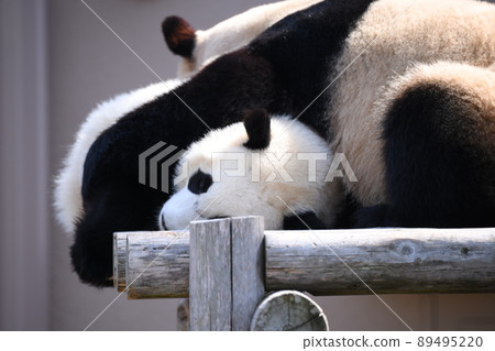 好朋友父母和孩子熊貓 好朋友父母和孩子熊貓 89495220