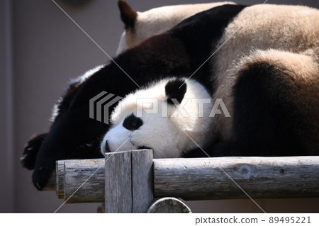 好朋友父母和孩子熊貓 好朋友父母和孩子熊貓 89495221