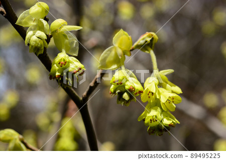 Corylopsis spicum 像髮夾 Corylopsis spicum 像髮夾 89495225