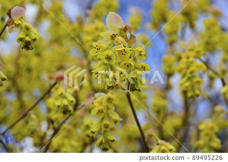 Corylopsis spicum like a hairpin 2 Corylopsis spicum like a hairpin 2 89495226