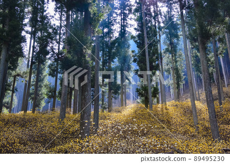 Mitsumata community of cedar forest Mitsumata community of cedar forest 89495230